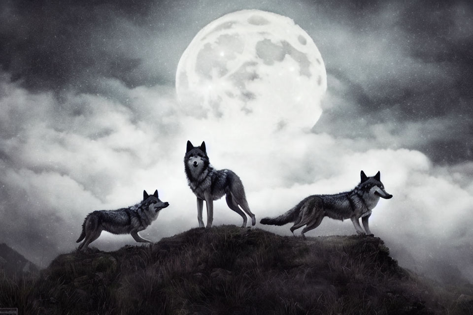 Three Wolves on Rugged Hillock Under Full Moon