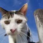 Whimsical cat with multicolored eyes and sparkling object on blue background