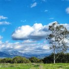 Vibrant blue sky with cloud, tree, and mountains landscape