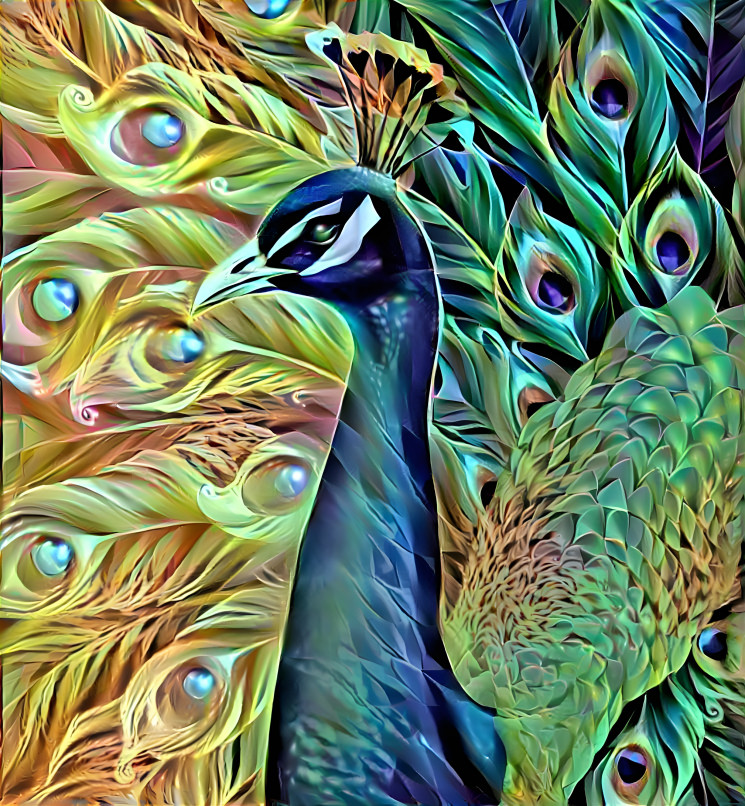 Pavo