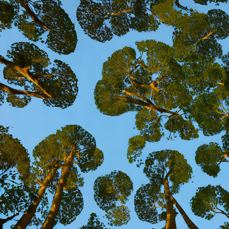 Clear Blue Sky Seen Through Tall Tree Canopy