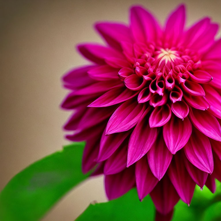 Vibrant Pink Dahlia with Intricate Petals on Beige Background