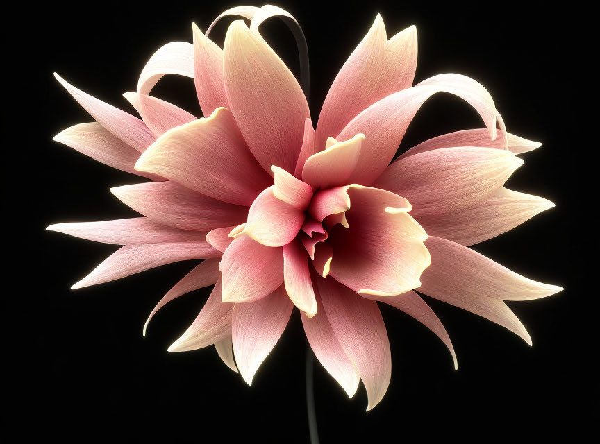 Vibrant Pink Dahlia with Delicate Petals on Dark Background