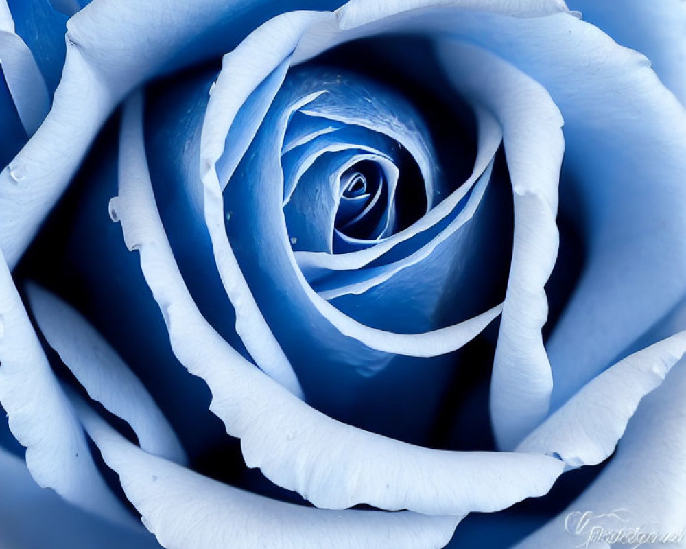 Blue rose with soft petals and swirling pattern.