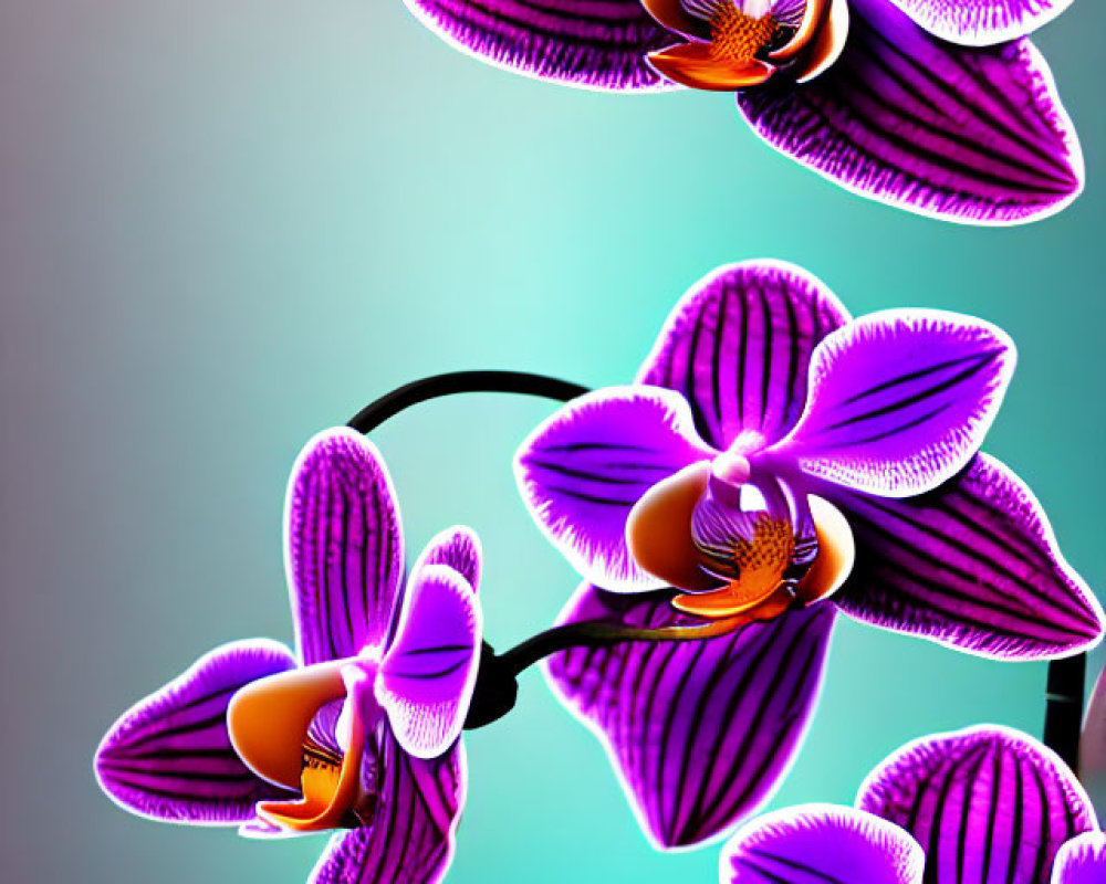 Striped Purple and White Orchids on Gradient Background