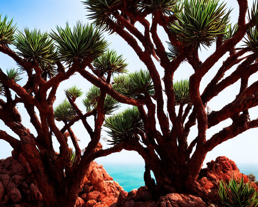 Dragon Tree (Dracaena draco) Amid Rocky Terrain and Blue Sea Sky