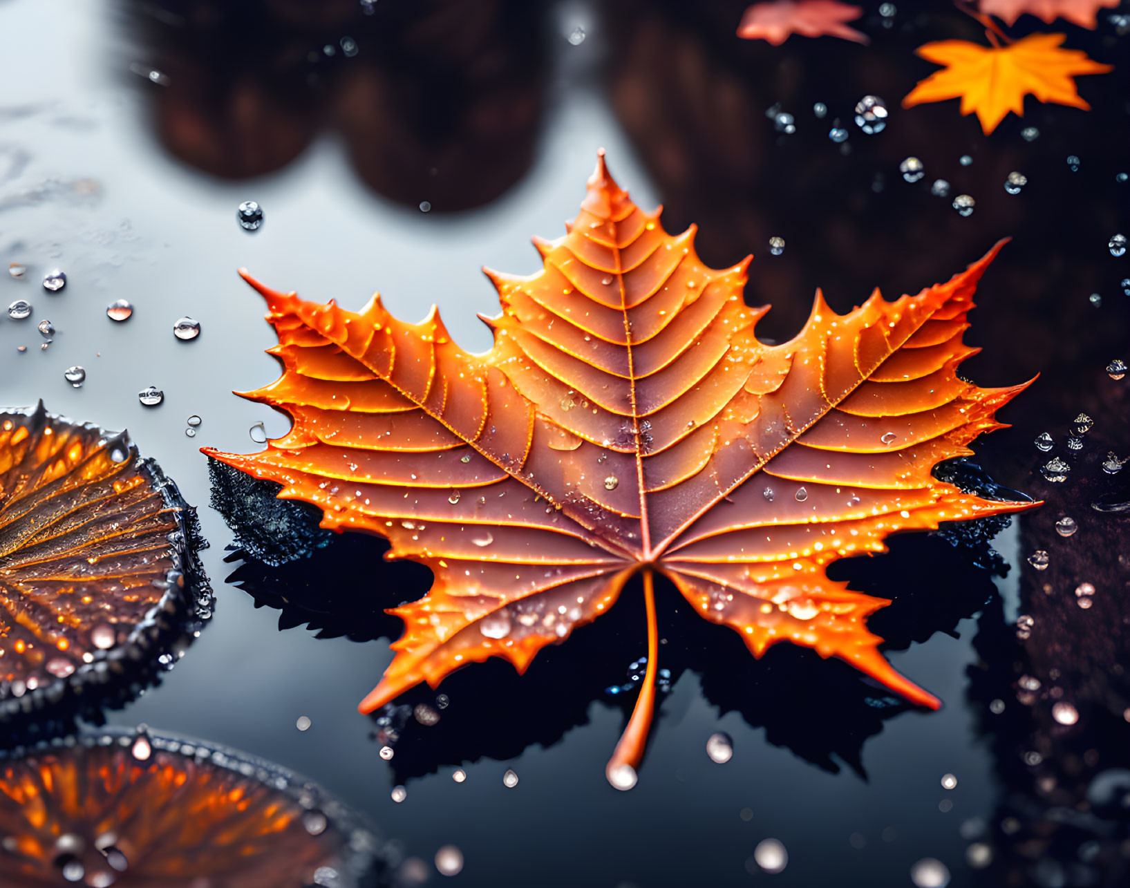 Autumn leaf with water droplets on reflective surface