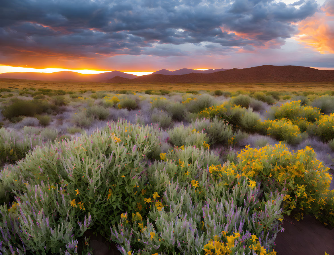 Vibrant orange sunset over rolling hills and wildflowers