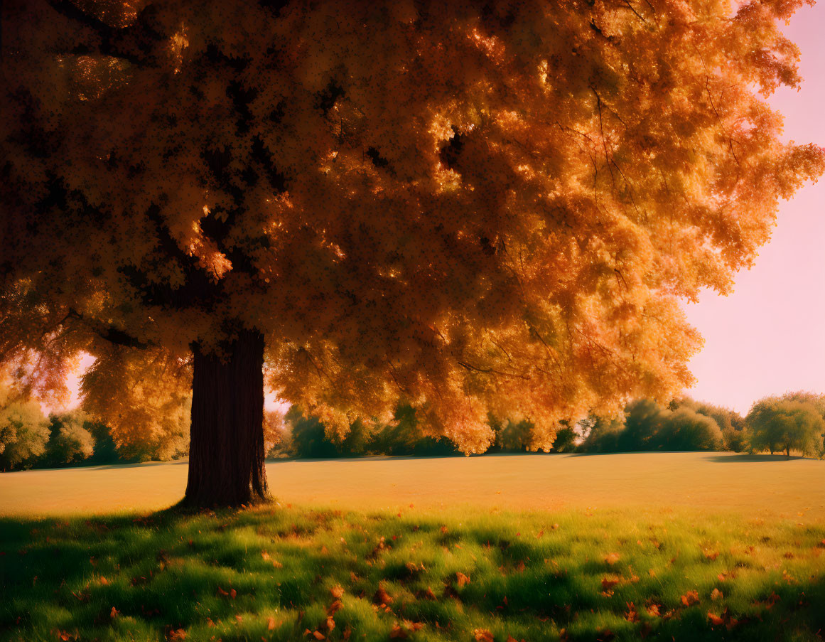 Tranquil autumn landscape with golden tree and sunlight