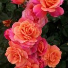 Vibrant pink and peach roses on dark green background