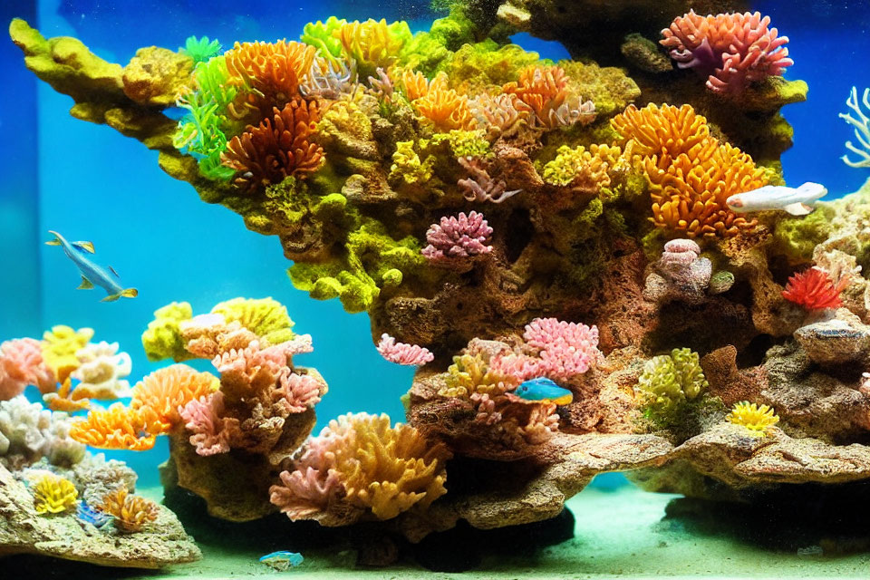 Colorful Coral and Fish in Vibrant Aquarium Display