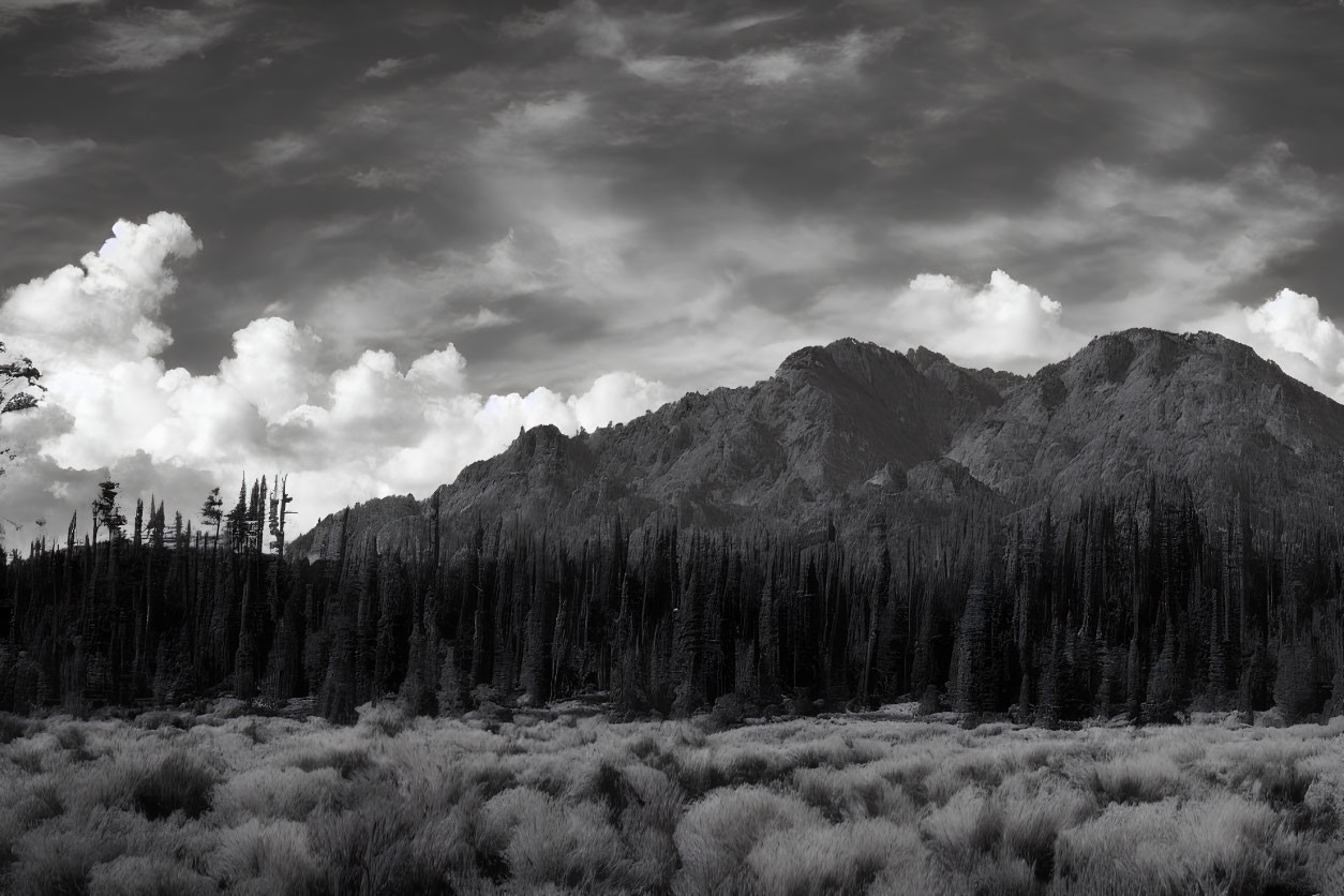 Monochromatic landscape with dramatic sky, pine forest, and rugged mountains