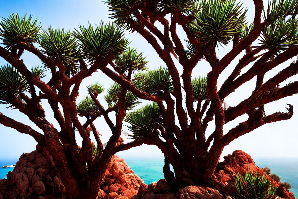 Dragon Tree (Dracaena draco) Amid Rocky Terrain and Blue Sea Sky