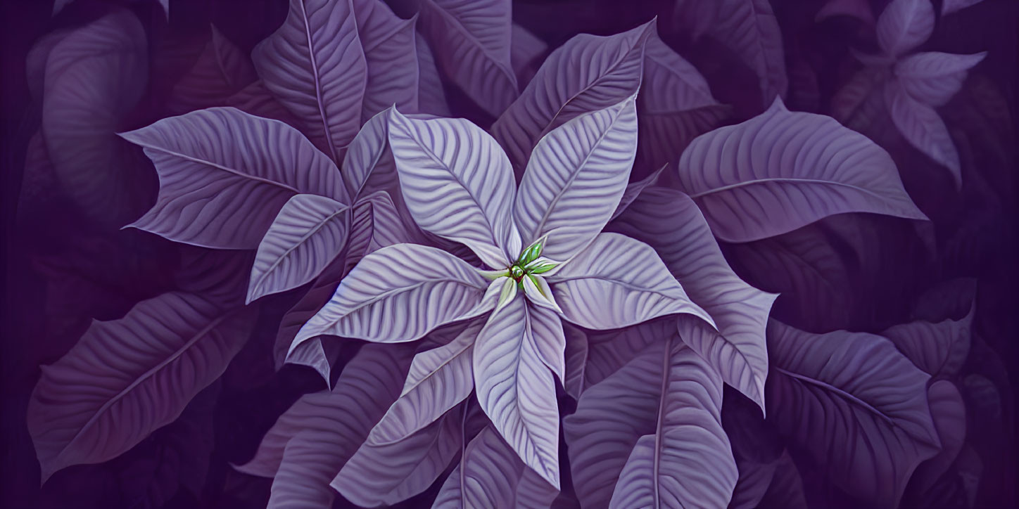 Purple poinsettia with prominent leaf veins on dark foliage background