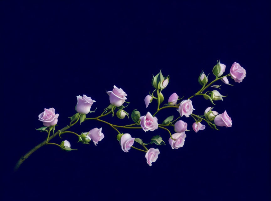 Delicate pink roses branch on dark blue background