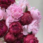 Pink Peonies and Red Christmas Ornaments Arrangement on Subtle Background