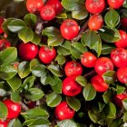 Green leaves and red berries create vibrant natural tapestry