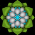 Symmetrical white and green flower with eight petals on black background