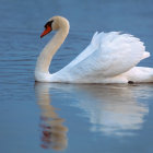 White Swan with Orange Beak on Blue Water Surface with Blue Flowers and Pearls