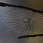 Intricate dew-covered spider's web between branches