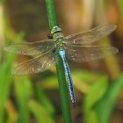 Intricate gold and turquoise jeweled dragonfly in vivid garden scene