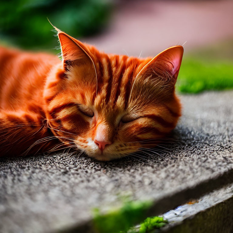 Orange Tabby Cat Sleeping on Gray Stone Surface with Greenery Background