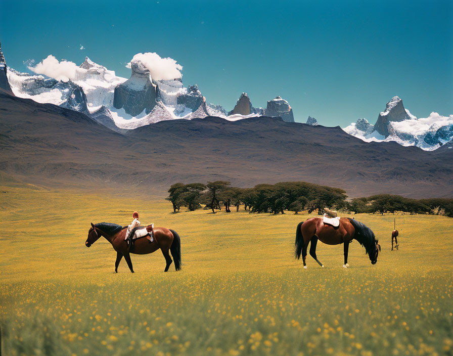 Two horses in vibrant flower field with snow-capped mountains.