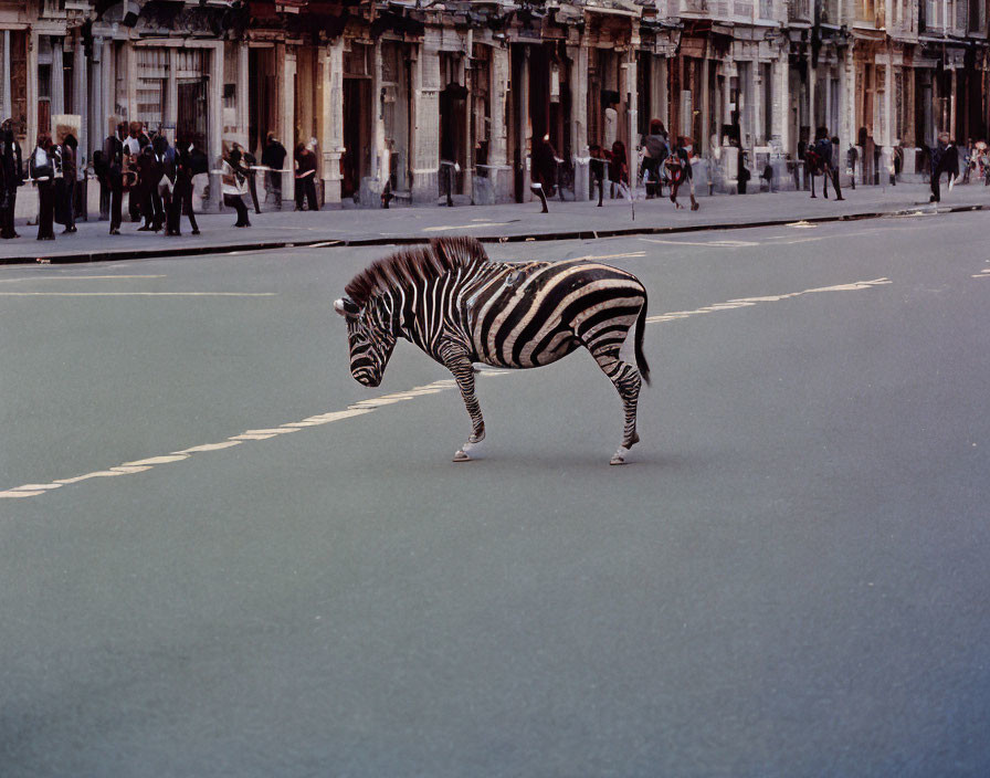 Zebra in city street with classical architecture and pedestrians