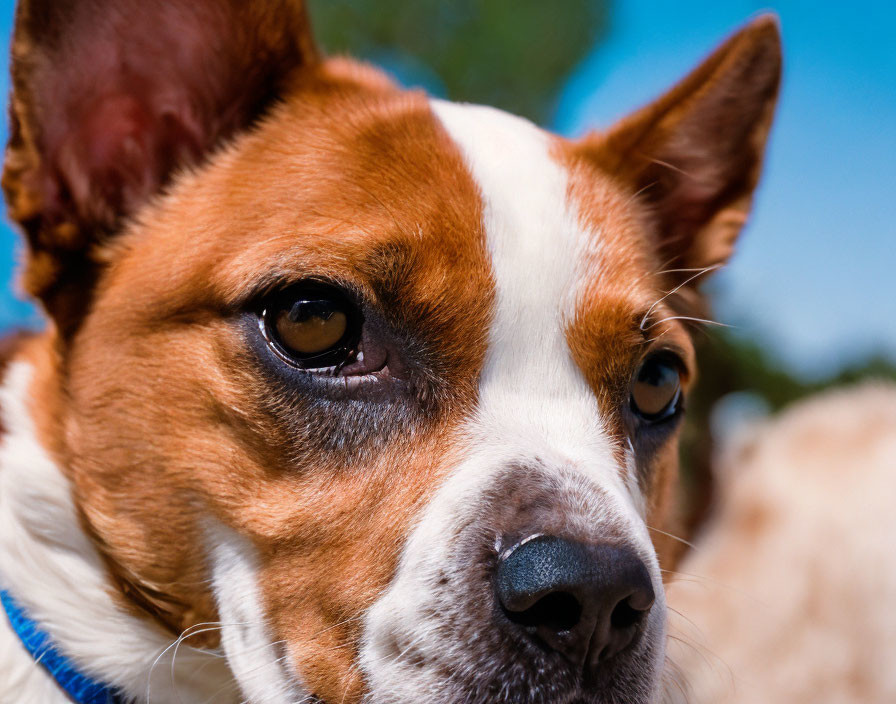 Brown and White Dog with Blue Collar, Expressive Brown Eyes, and Moist Nose under Clear Sky