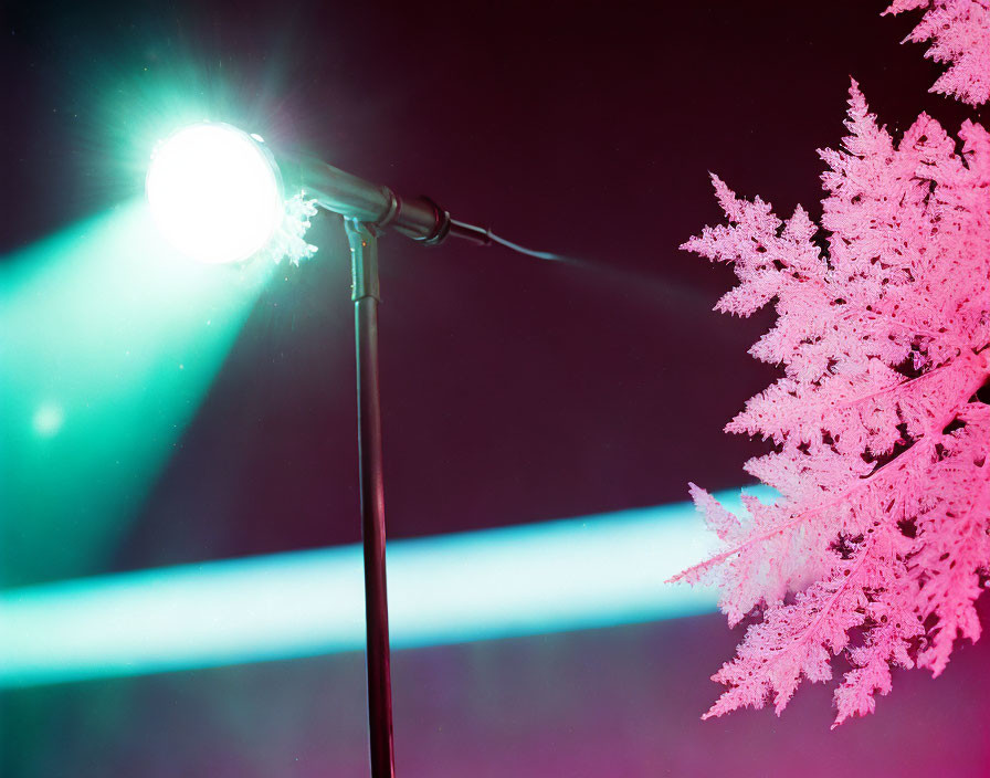 Nighttime Streetlamp Illuminating Frost-Covered Tree Branches