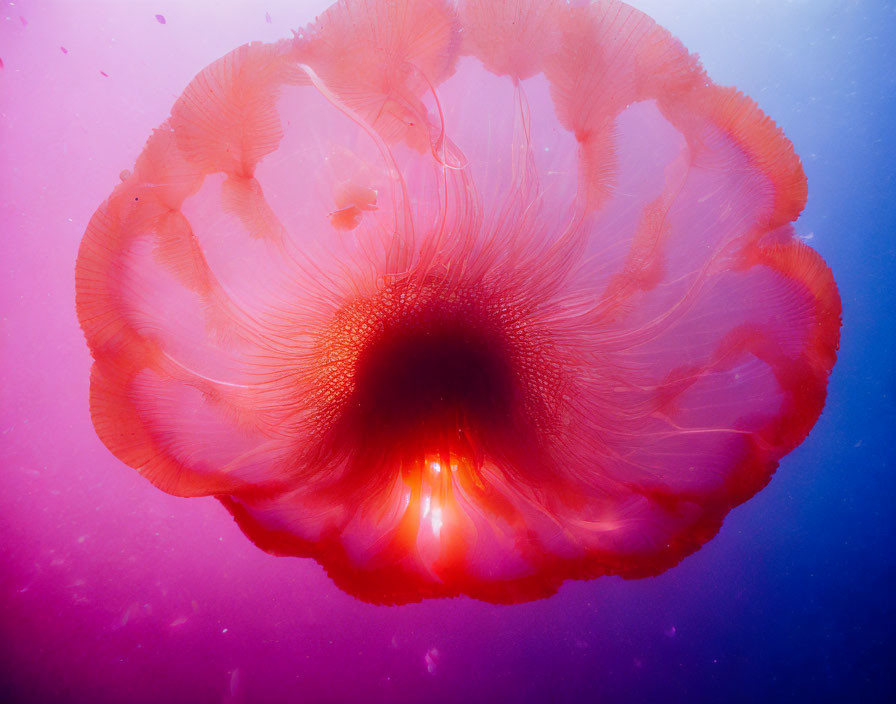 Translucent pink jellyfish with intricate patterns in purple-hued underwater scene