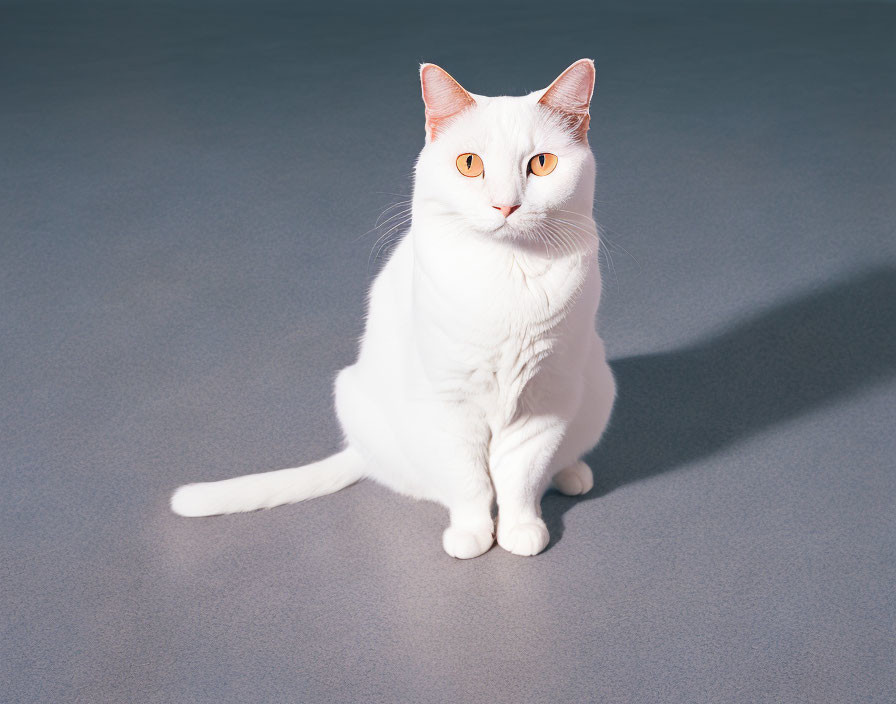 White Cat with Orange Eyes on Grey Surface