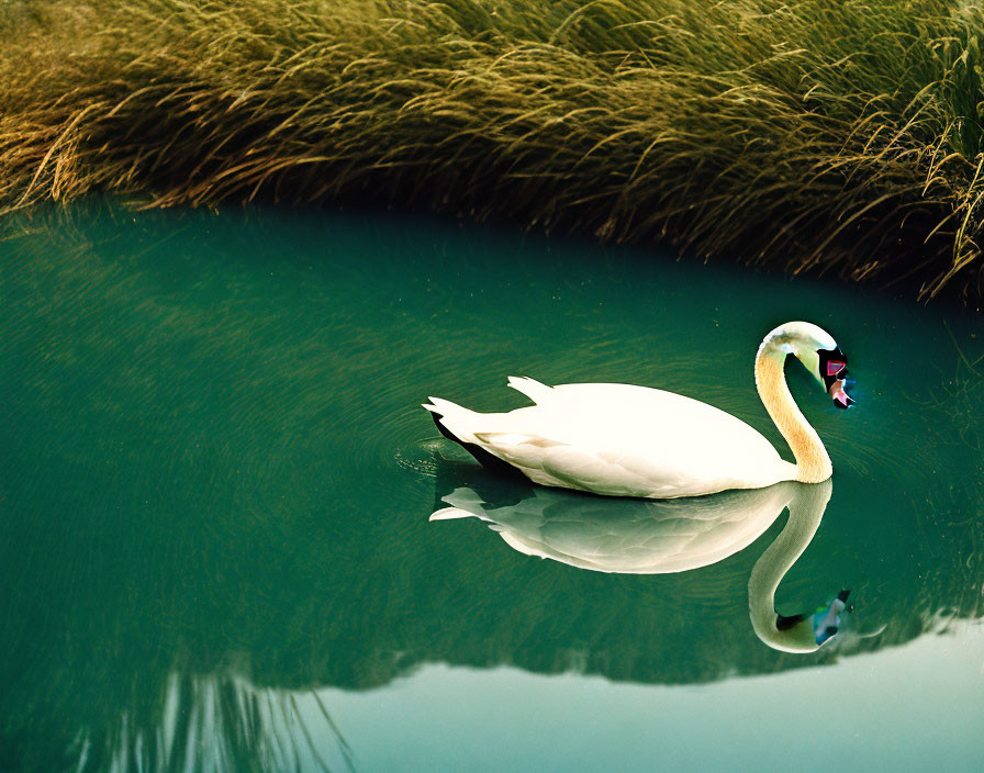 Swan gliding on green water with reflection and tall grasses