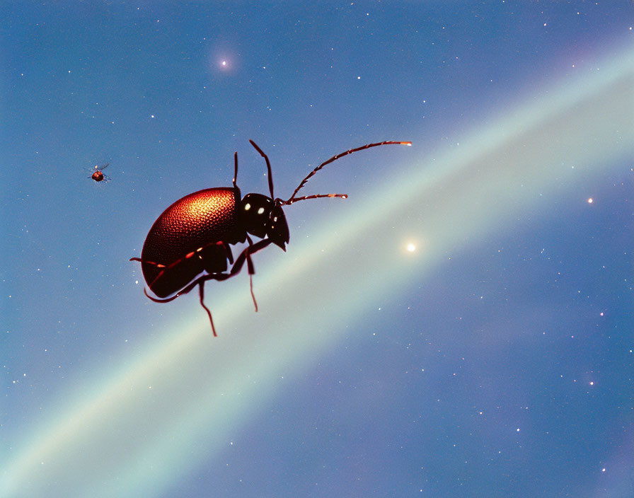 Beetle on starry sky with comet-like light streak