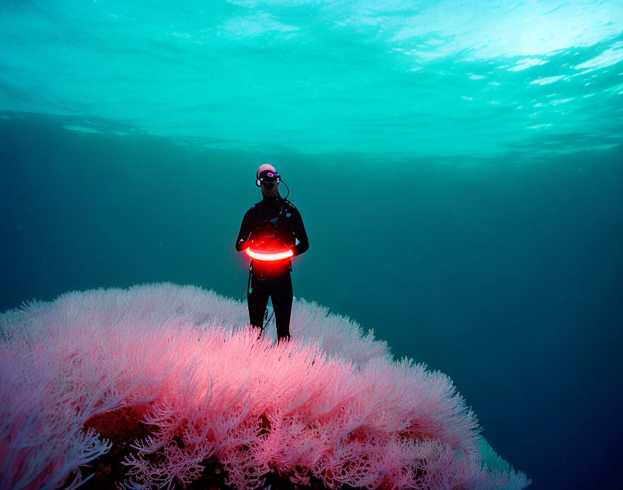 Underwater diver with red light near vibrant pink coral formation