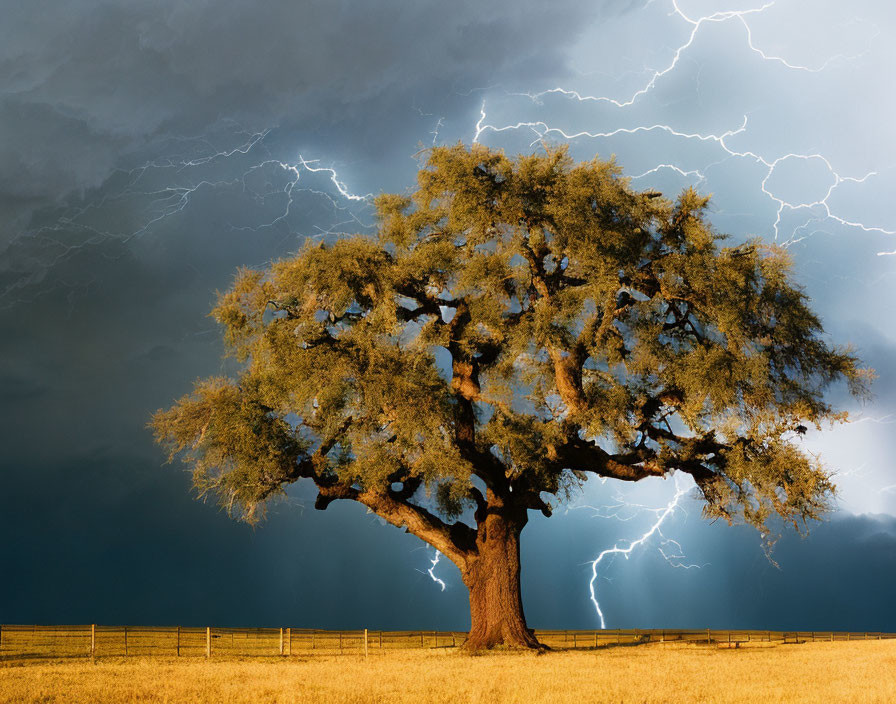 Robust tree with thick trunk in stormy field