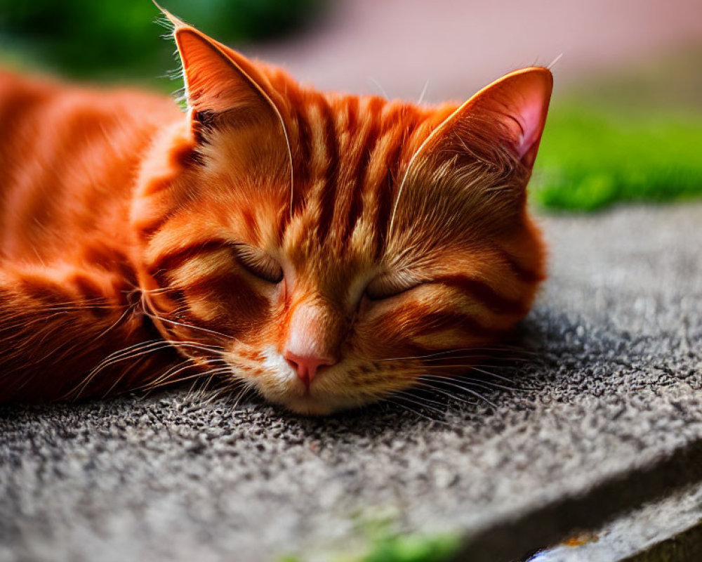 Orange Tabby Cat Sleeping on Gray Stone Surface with Greenery Background