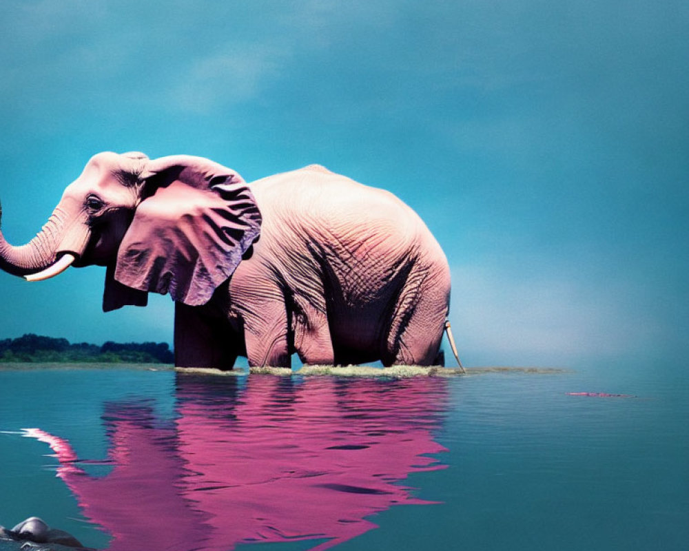 Elephant standing in water with reflection under blue sky