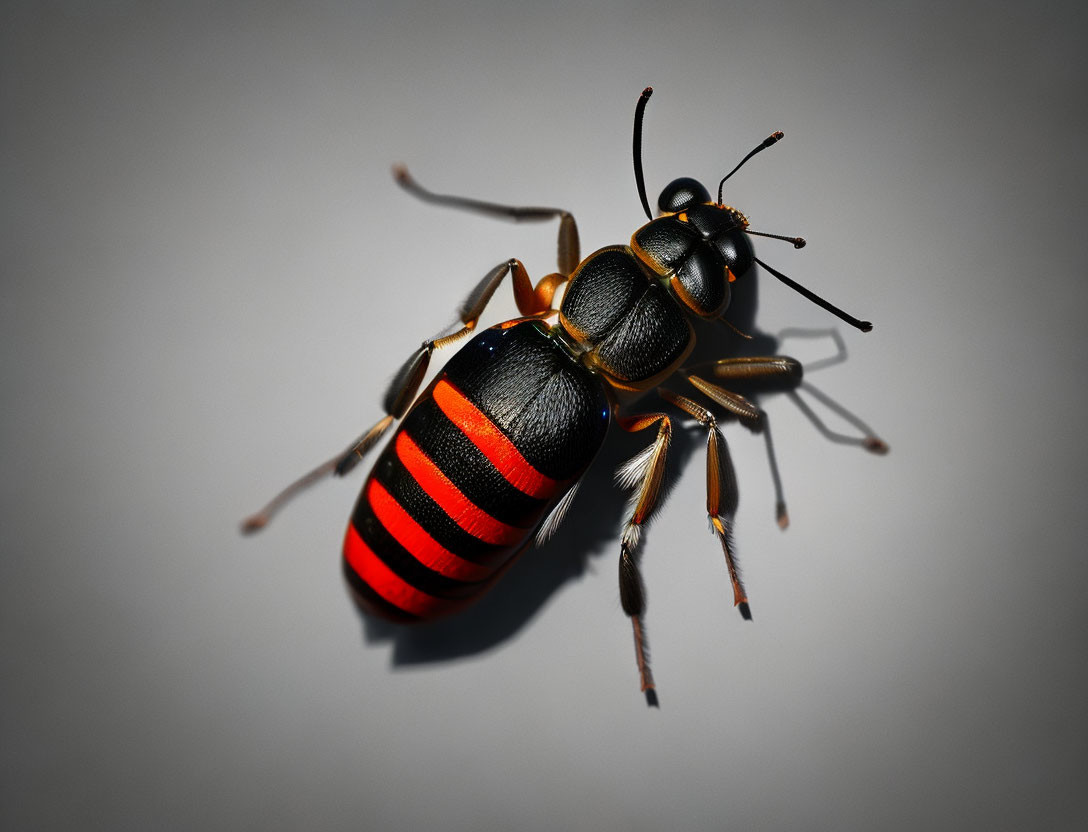 Black and Red Banded Beetle with Six Legs and Antennae on Gray Surface