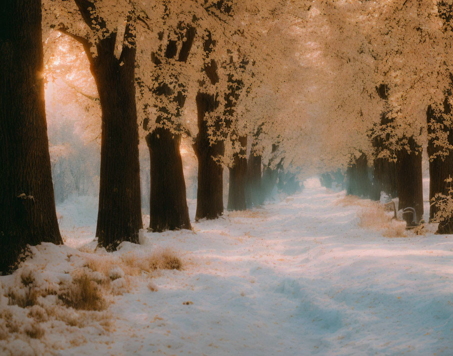 Snowy Path with Majestic Trees in Golden Winter Light