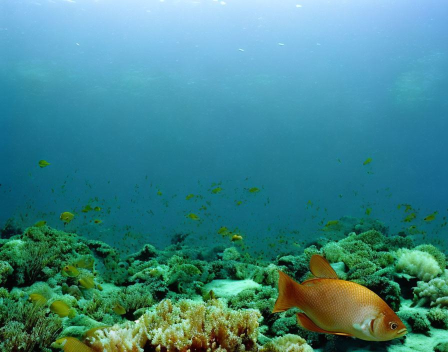 Colorful Coral Reef with Tropical Fish and Orange Fish