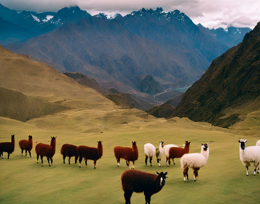 Llamas grazing on green plateau with snow-capped mountains.