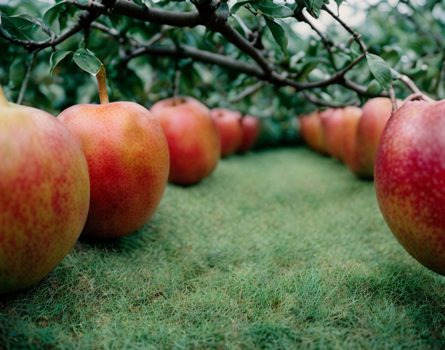 Ripe apples hanging from tree branch over lush green grass