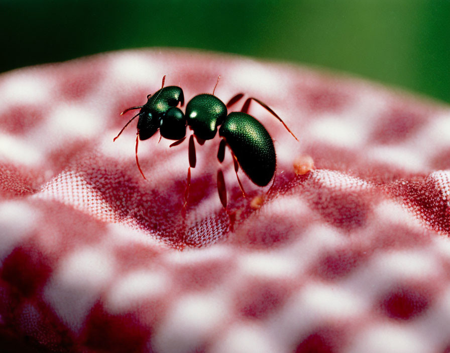 Ant exploring red and white checkered textile with glossy black exoskeleton