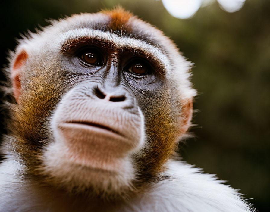 Thoughtful monkey with orange and white fur in close-up against green background