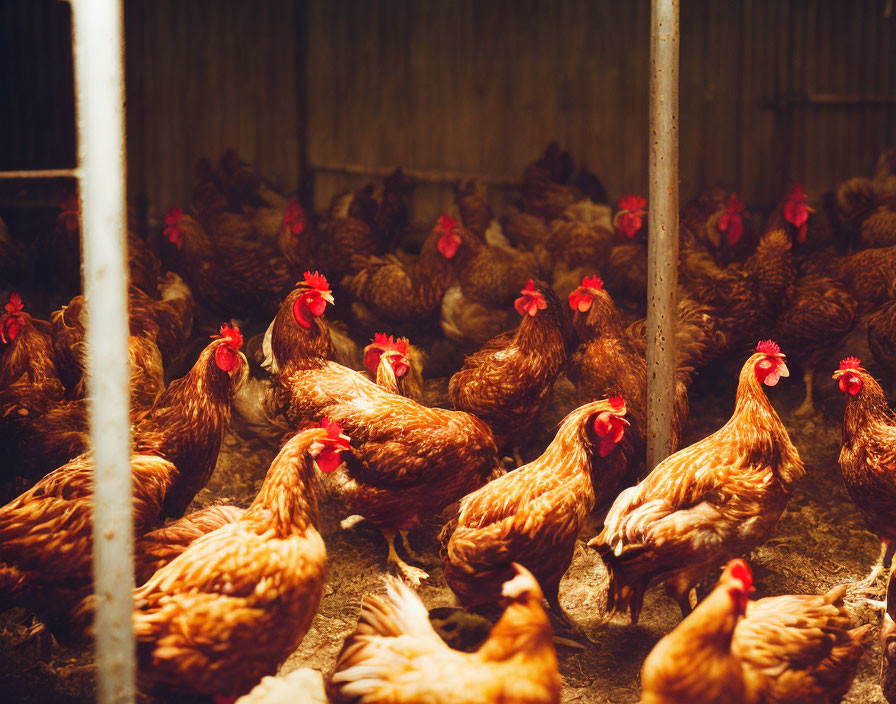 Brown chickens with red combs in cozy barn with warm light