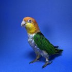 Vibrant parrot on blue surface with butterflies and ghostly ship silhouette