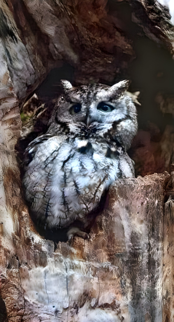 Screech Owl