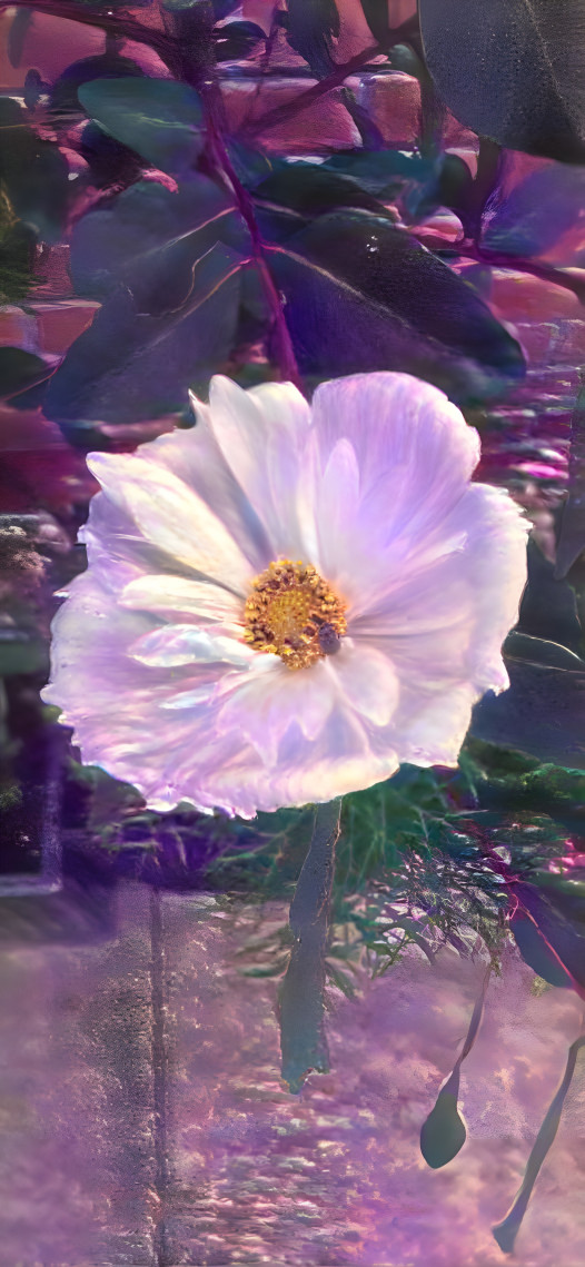 White Cosmos