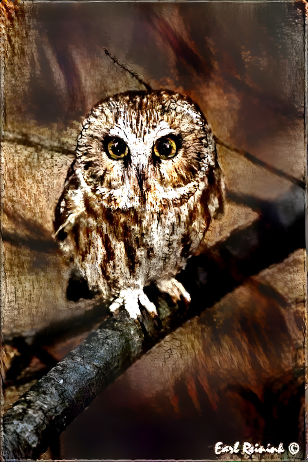 Little Screech Owl